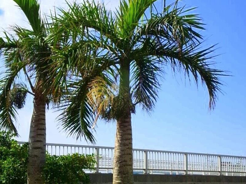 Guesthouse Nandeyanen - Hostel Okinawa Екстериор снимка